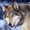SnoWWolf