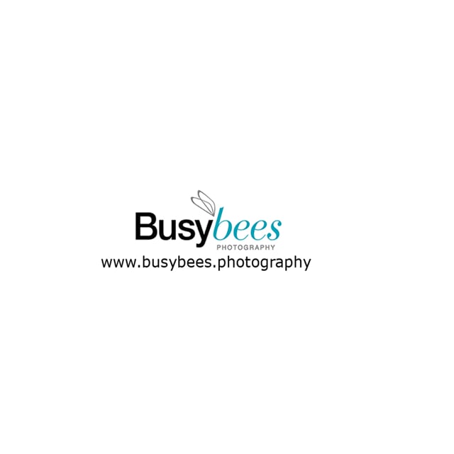 Busy Bees Photography