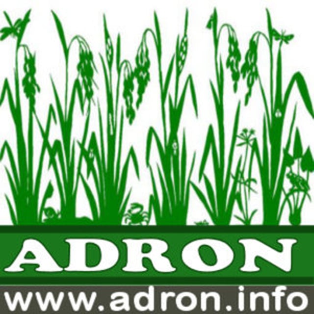 Adron
