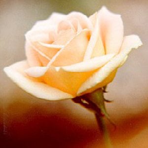 Profile picture for Rosacruz Aurea
