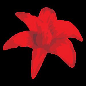 Profile picture for Luc Petit CREATION