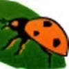 The-Entomon