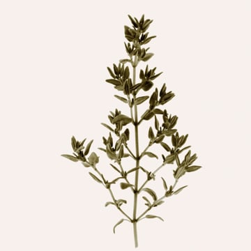 Vimeo profile picture for @thyme