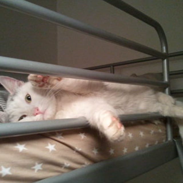 Dixie Cat