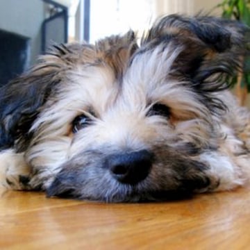 Vimeo profile picture for @cuteness