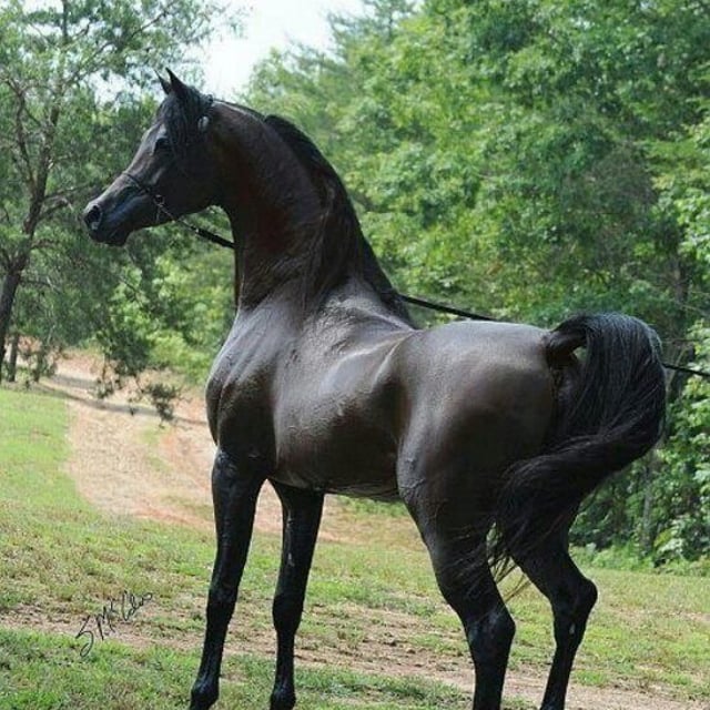 Egyptian & Top Horses