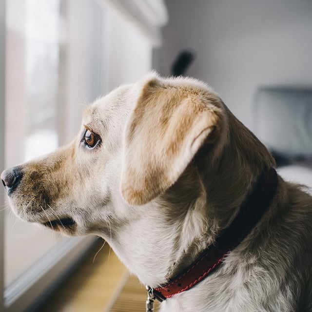 uzayan köpek tasması