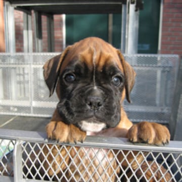 Vimeo profile picture for @boxers