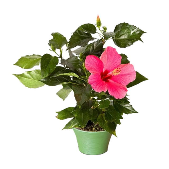 Flora Life