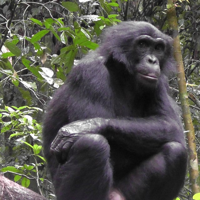 The Great Ape Dictionary