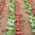 Digital Farm Collective