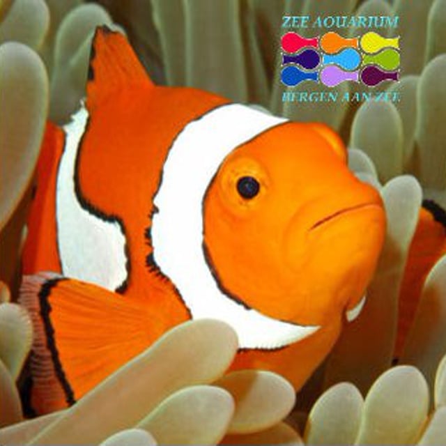 Zee Aquarium Bergen Aan Zee