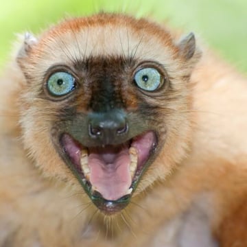 Vimeo profile picture for @madagascar