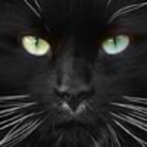 Profile picture for kittypro