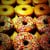 donut magazine
