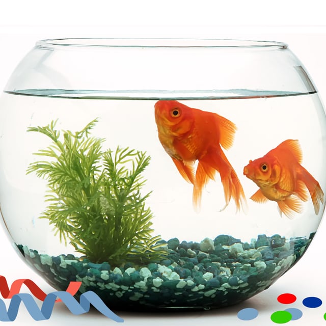 Рыбки в аквариуме на белом фоне. Аквариум с рыбками для детей. Рыбка в аквариуме 6. Золотая рыбка с двух сторон. Золотая рыбка в аквариуме.