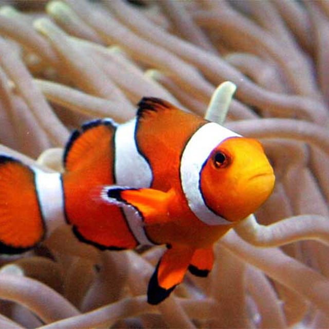 Как выглядит рыба клоун фото