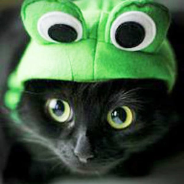 Frog And Kitten