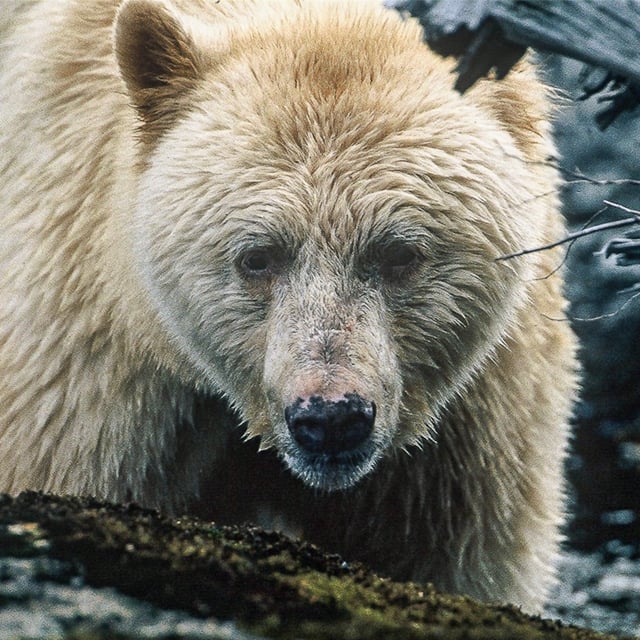 Ghost Bear