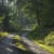 Living Forest Communities