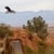 Tyler McCaul