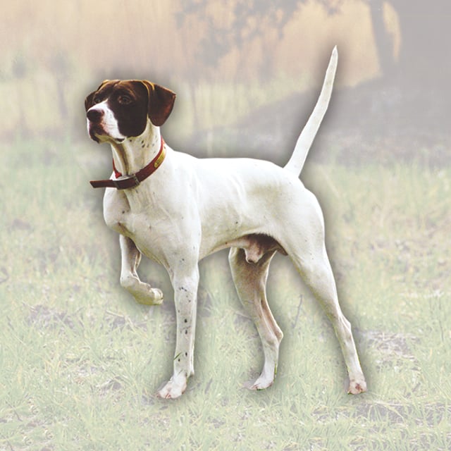 Jon Kohler & Associates