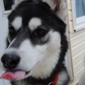 Profile picture for Chris Woody