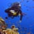 Cairns Dive Adventures