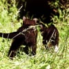 Djurhemmet Tigerharen