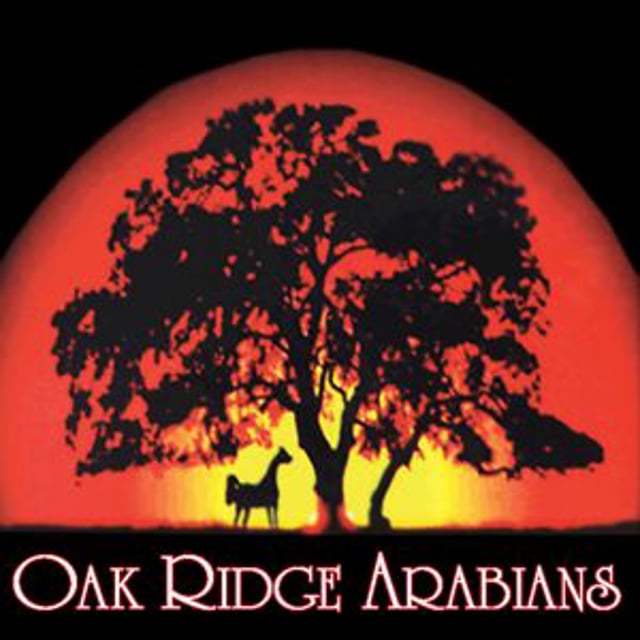 Oak Ridge Arabians