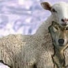 wolvesamongthesheep