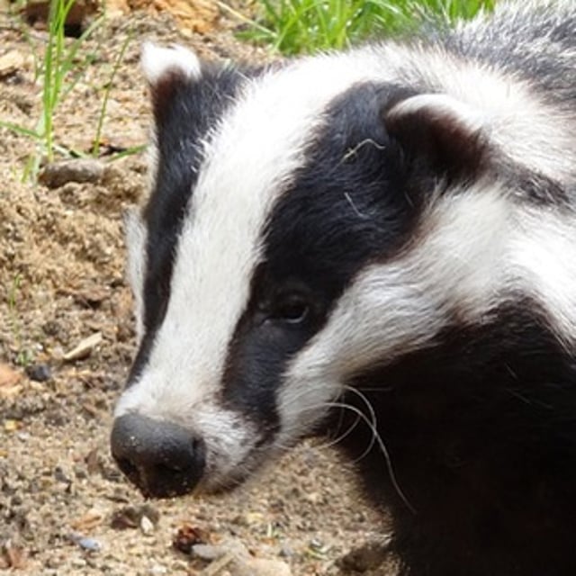 badger collectables