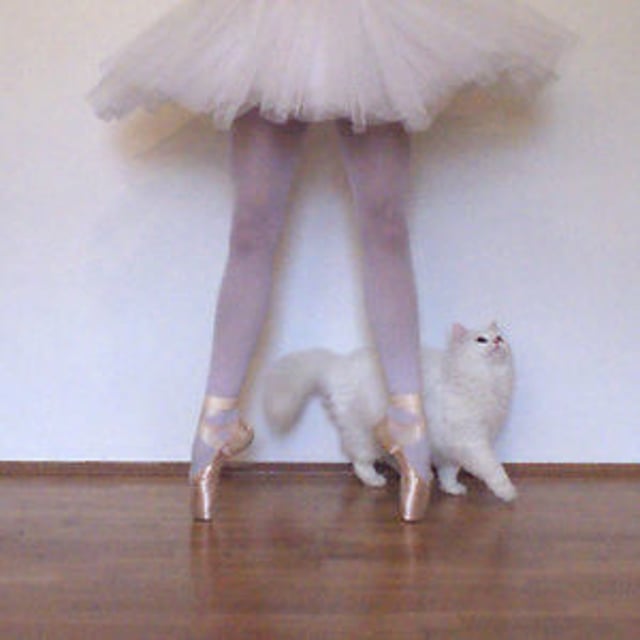 Ballet cat. Кошечка балерина. Котик в балетной пачке. Кот в пуантах. Коты в балетных пачках.