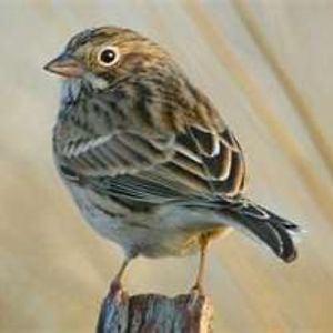 Profile picture for moineau cinquieme