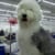 OldEnglishSheepdog