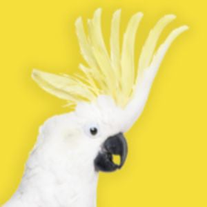 Profile picture for Cockatoo Island Film Festival