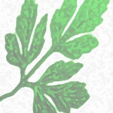 Vimeo profile picture for @parsley