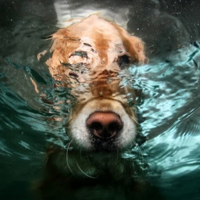 собака в воде. собака в реке. лабрадор ретривер плавает. сон тонущая собака. сон тонущая собака.