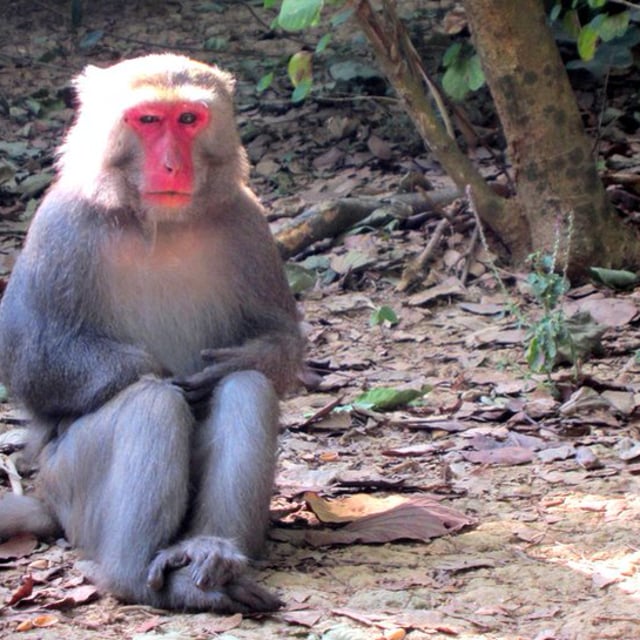 BLANCHET JeanPierre Music Composer