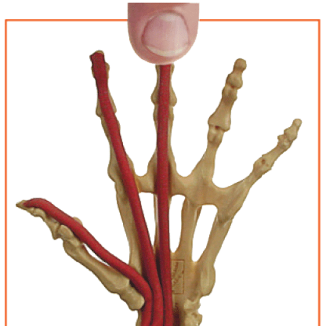 ANATOMY IN CLAY® Learning System