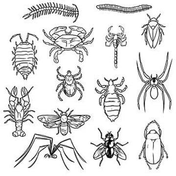 Vimeo profile picture for @insect