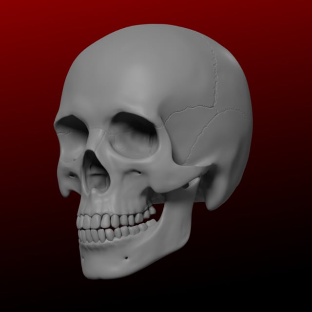 Черепа 1 6. Черный человек. Черепа 1 6. 3b scientific череп. Череп анфас анатомия.