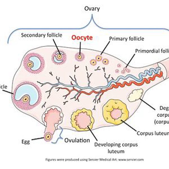 Repropedia