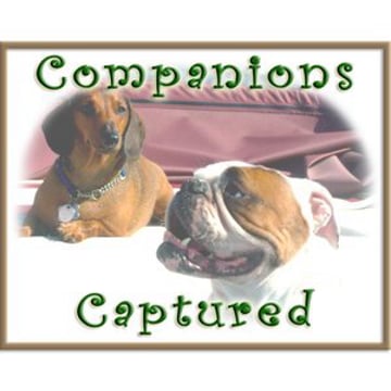 Vimeo profile picture for @companions