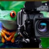 leaping frog films
