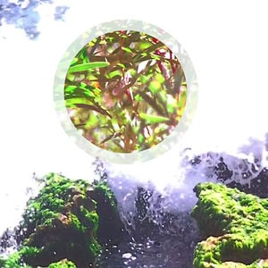 Profile picture for Mei Swan