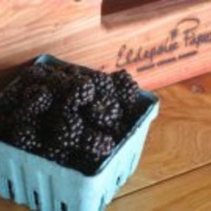 Profile picture for Elderslie Farm