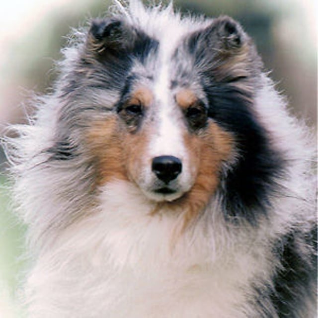 marshland shelties