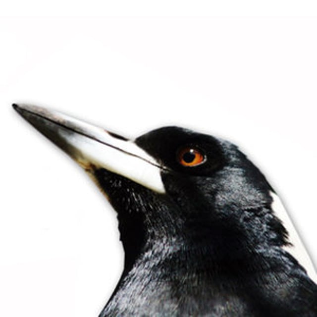 Magpie Project