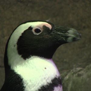 Profile picture for DANaturally